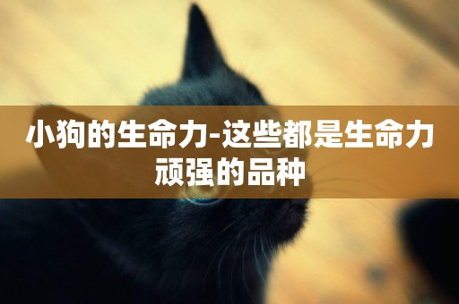 小狗的生命力-這些都是生命力頑強的品種