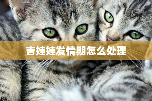 吉娃娃發情期怎么處理