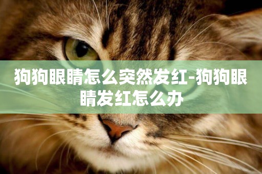 狗狗眼睛怎么突然發紅-狗狗眼睛發紅怎么辦