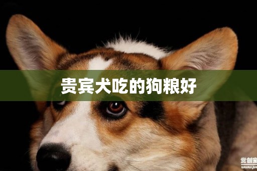 貴賓犬吃的狗糧好
