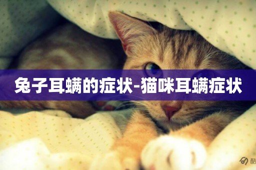 兔子耳螨的癥狀-貓咪耳螨癥狀