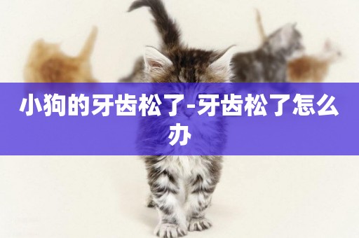 小狗的牙齒松了-牙齒松了怎么辦