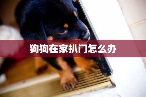 狗狗在家扒門怎么辦