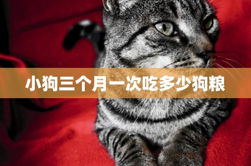 小狗三個月一次吃多少狗糧