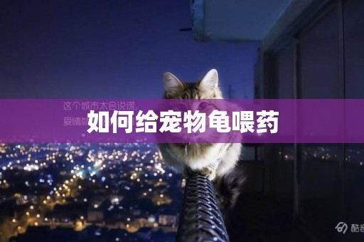 如何給寵物龜喂藥