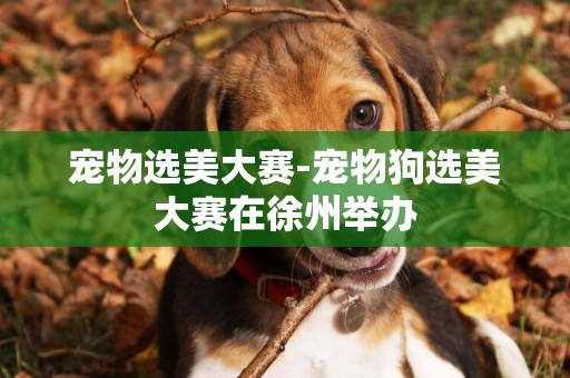 寵物選美大賽-寵物狗選美大賽在徐州舉辦