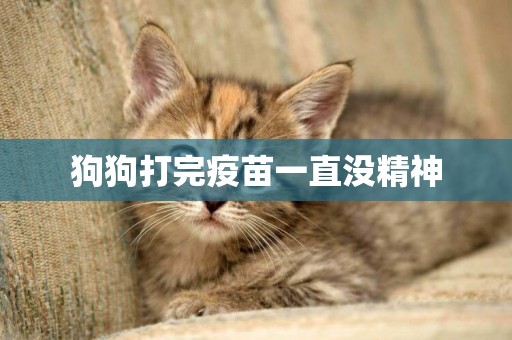 狗狗打完疫苗一直沒精神