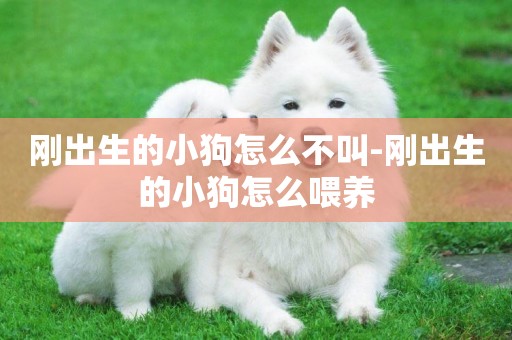剛出生的小狗怎么不叫-剛出生的小狗怎么喂養