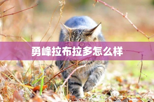 勇峰拉布拉多怎么樣