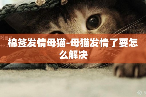 棉簽發情母貓-母貓發情了要怎么解決