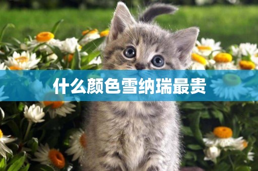 什么顏色雪納瑞最貴
