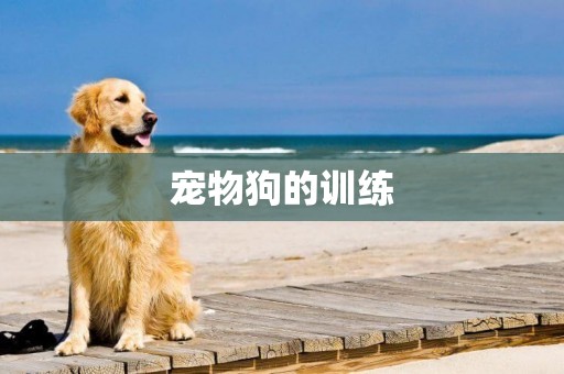 寵物狗的訓練