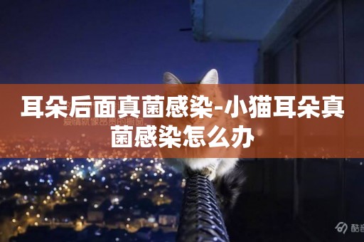 耳朵后面真菌感染-小貓耳朵真菌感染怎么辦