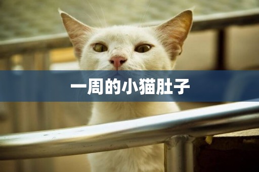 一周的小貓肚子