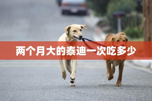 兩個月大的泰迪一次吃多少