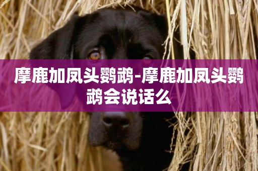 摩鹿加鳳頭鸚鵡-摩鹿加鳳頭鸚鵡會說話么
