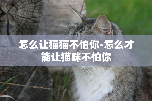 怎么讓貓貓不怕你-怎么才能讓貓咪不怕你