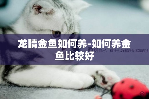 龍睛金魚如何養-如何養金魚比較好