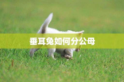 垂耳兔如何分公母