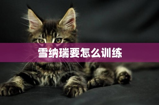 雪納瑞要怎么訓練