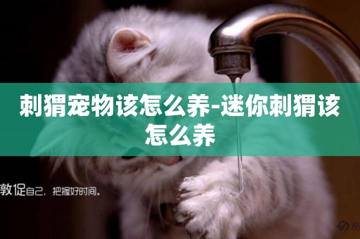 刺猬寵物該怎么養-迷你刺猬該怎么養