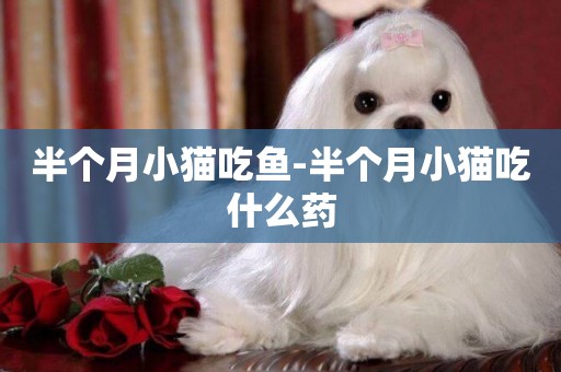 半個月小貓吃魚-半個月小貓吃什么藥