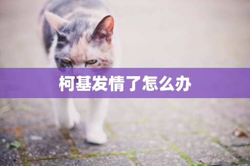 柯基發情了怎么辦