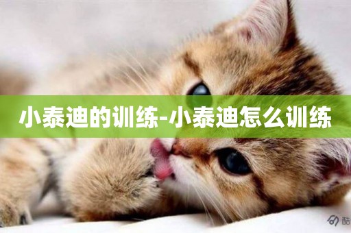 小泰迪的訓練-小泰迪怎么訓練