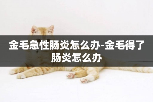 金毛急性腸炎怎么辦-金毛得了腸炎怎么辦