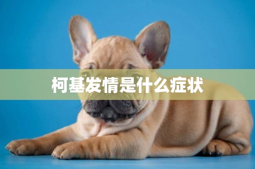 柯基發情是什么癥狀
