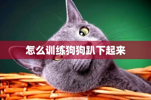 怎么訓練狗狗趴下起來