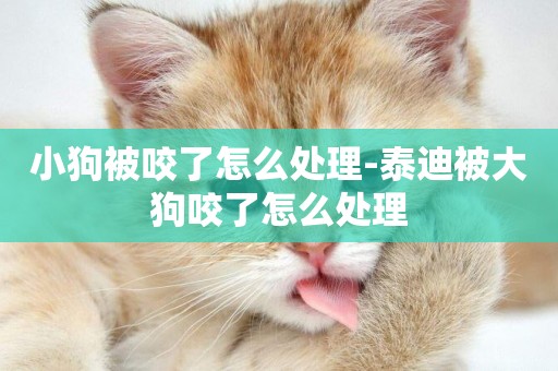 小狗被咬了怎么處理-泰迪被大狗咬了怎么處理
