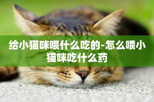 給小貓咪喂什么吃的-怎么喂小貓咪吃什么藥