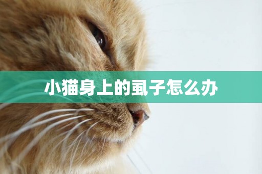 小貓身上的虱子怎么辦