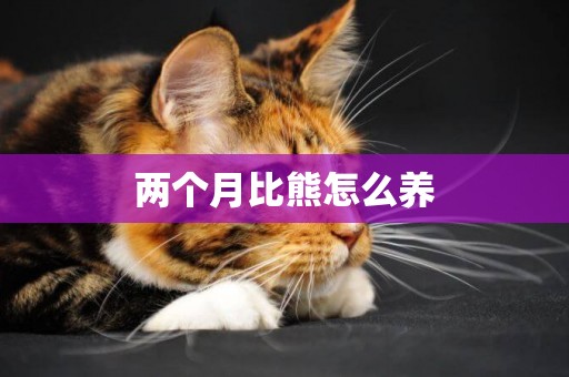 兩個月比熊怎么養