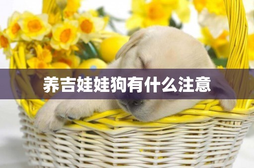 養吉娃娃狗有什么注意