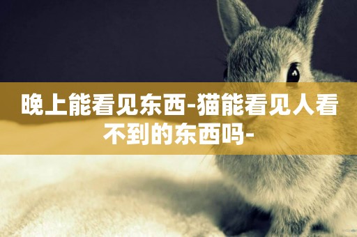 晚上能看見東西-貓能看見人看不到的東西嗎-