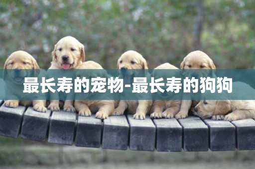 最長壽的寵物-最長壽的狗狗
