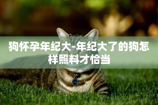 狗懷孕年紀大-年紀大了的狗怎樣照料才恰當