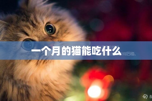 一個月的貓能吃什么