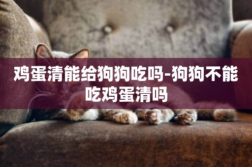 雞蛋清能給狗狗吃嗎-狗狗不能吃雞蛋清嗎