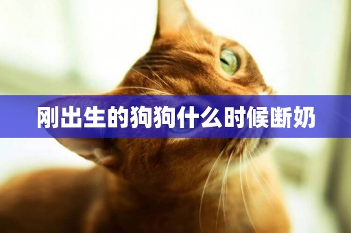 剛出生的狗狗什么時候斷奶