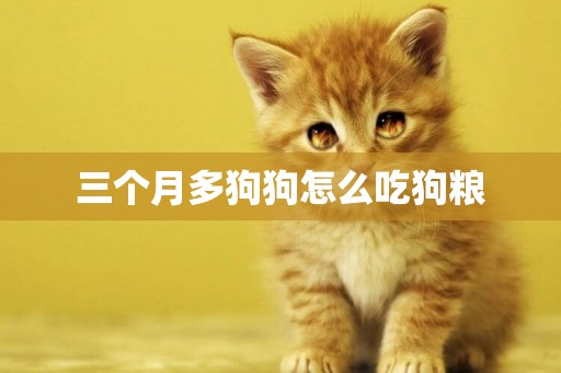 三個月多狗狗怎么吃狗糧