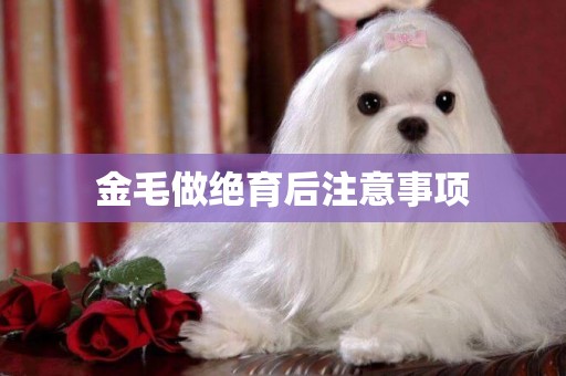 金毛做絕育后注意事項