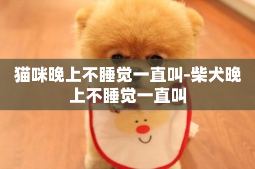 貓咪晚上不睡覺一直叫-柴犬晚上不睡覺一直叫