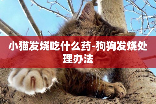 小貓發燒吃什么藥-狗狗發燒處理辦法