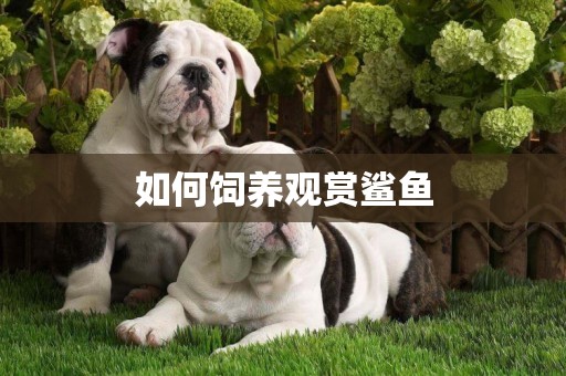 如何飼養觀賞鯊魚
