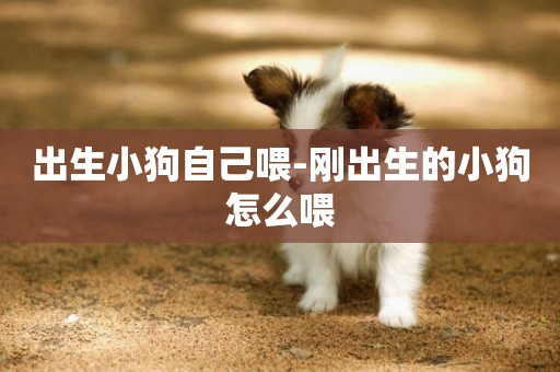 出生小狗自己喂-剛出生的小狗怎么喂