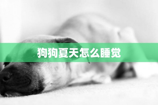 狗狗夏天怎么睡覺