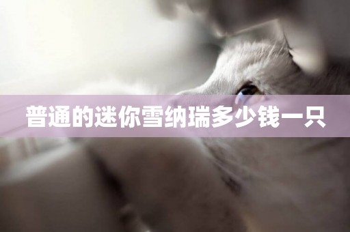 普通的迷你雪納瑞多少錢一只